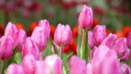 istock Tulip Pink 876880056