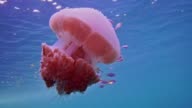 istock Underwater Common Jellyfish (Thysanostoma thysanura) sheltering juvenille fish 1125318296