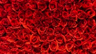 istock Valentine's Day roses, closeup stock video 1355256840