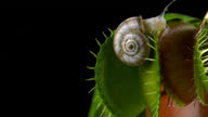 istock Venus Flytrap catches a snail 1334630541