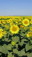 istock Vertical video of field sunflowers 1333551634