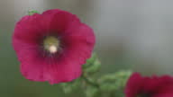 istock 4K video of hollyhock flower in wind 1423436748