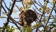 istock Wasps nest 1386273737