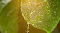 istock SLO MO Waxy green leaf in the summer rain 678273126