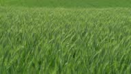 istock Wheat crop 1397752795