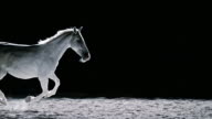 istock SLO MO LD White horse in gallop at night 609968212