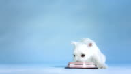istock HD: White Puppy Drinking Water 473139247