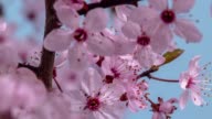 istock Wild plum Flower blooming against blue background in a time lapse movie. Prunus americana growing in time-lapse. - Stock video 1142761465