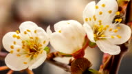 istock Wild plum flower blooming 480850271