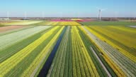 istock Wind power and tulips field in Holland 1393993121