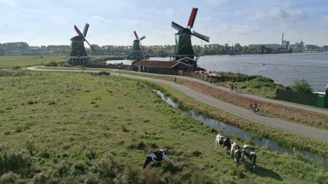 Windmills and cows near Amsterdam.