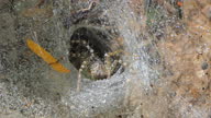 istock Wolf Spider on cobweb. 1306964196