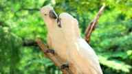 istock Yellow-crested white Cockatoo birds (Cacatua sulphurea) soulful kiss 176464505