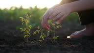 istock Young plant 1253604245